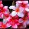 Jeane