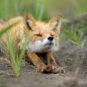 foxeg