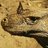 Lizzard
